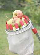 Плодосборники для сбора яблок, абрикос, груш, слив